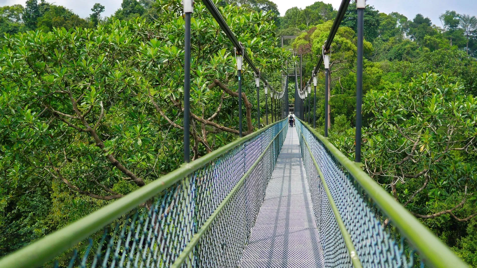 MacRitchie Reservoir